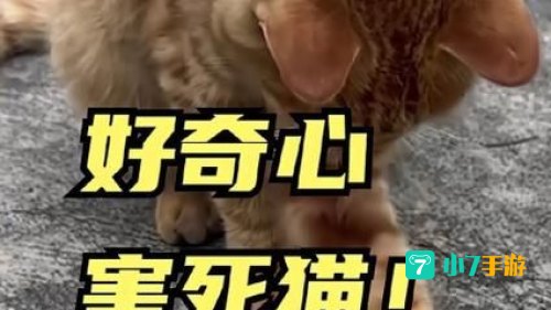 好奇害死猫结局