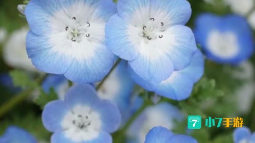 粉蝶花