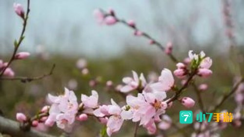 秋天的风它不曾见过桃花：岁月静好——秋天的风不曾见过桃花